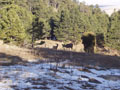 baby and momma deer feeding more.jpg